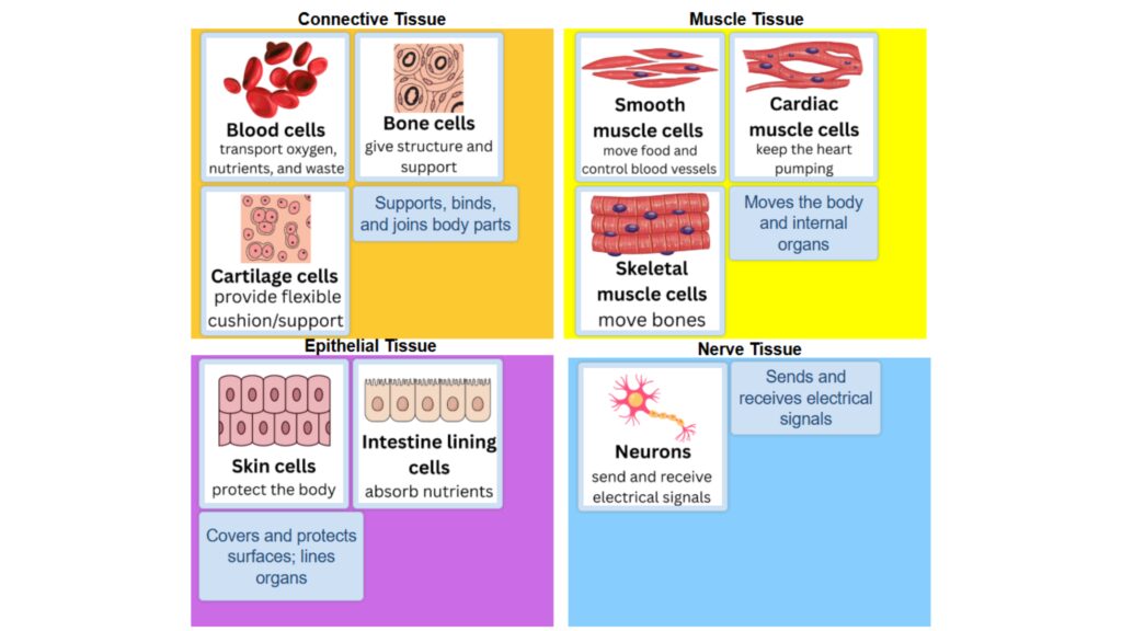 4 Tissue Types