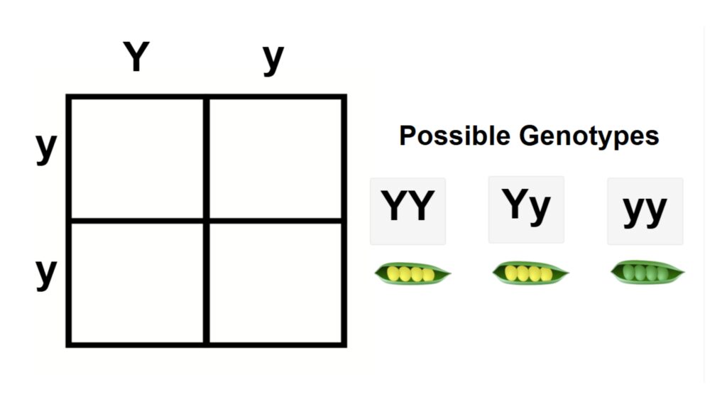 Punett Square Y x Yy