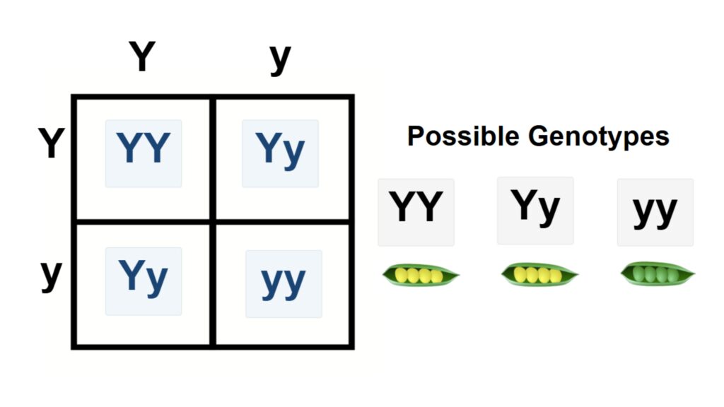 Punnett YY x yy