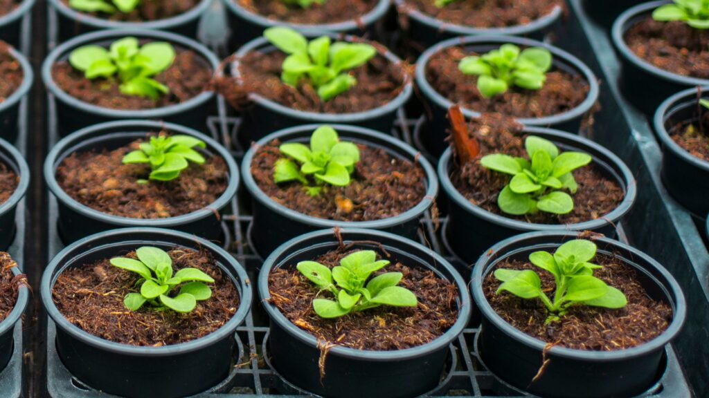 Testable Questions about Plants