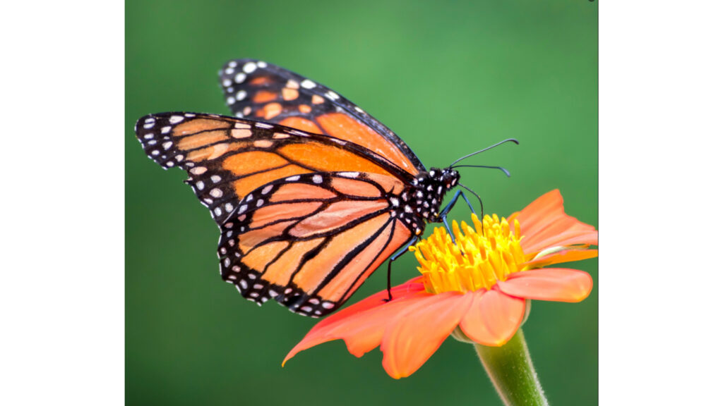 Butterfly and Moth Dichotomous Key