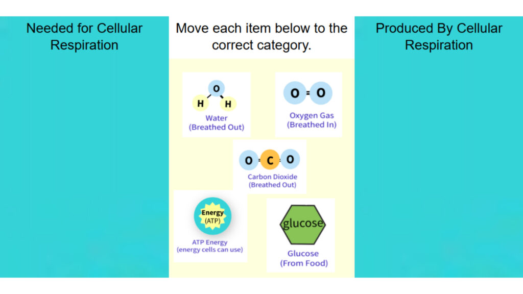 Cellular Respiration Categorize