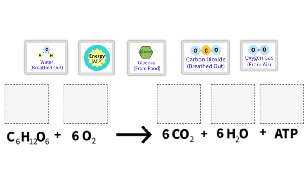 Cellular Respiration Reaction_ Drag and Drop ImagesPhotosynthesis and Cellular Respiration Energy Cycle