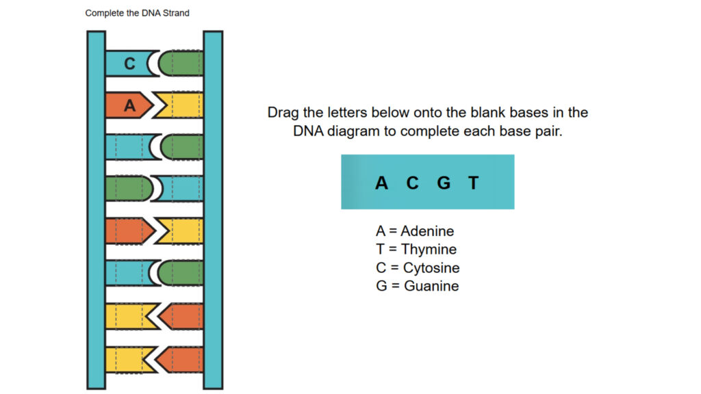 Complete the DNA Strand