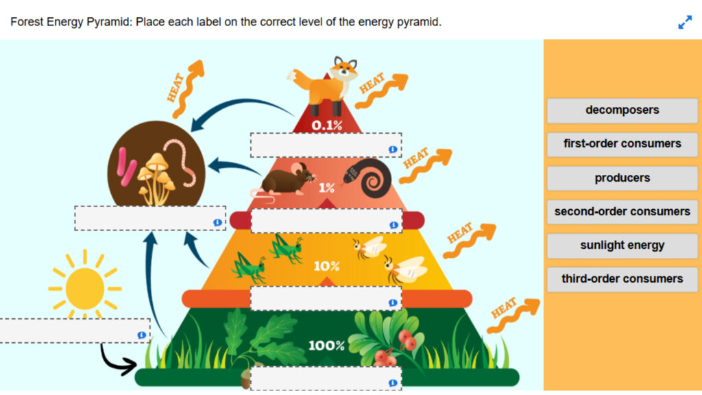 Forest Energy Pyramid