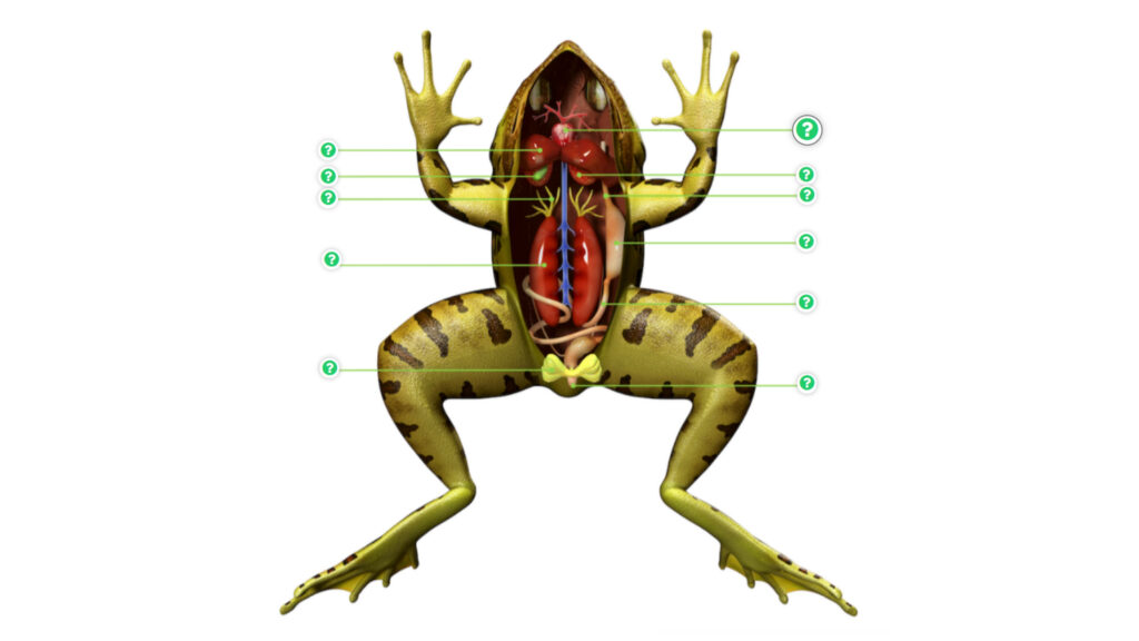 Frog Internal Anatomy Review (No Questions)