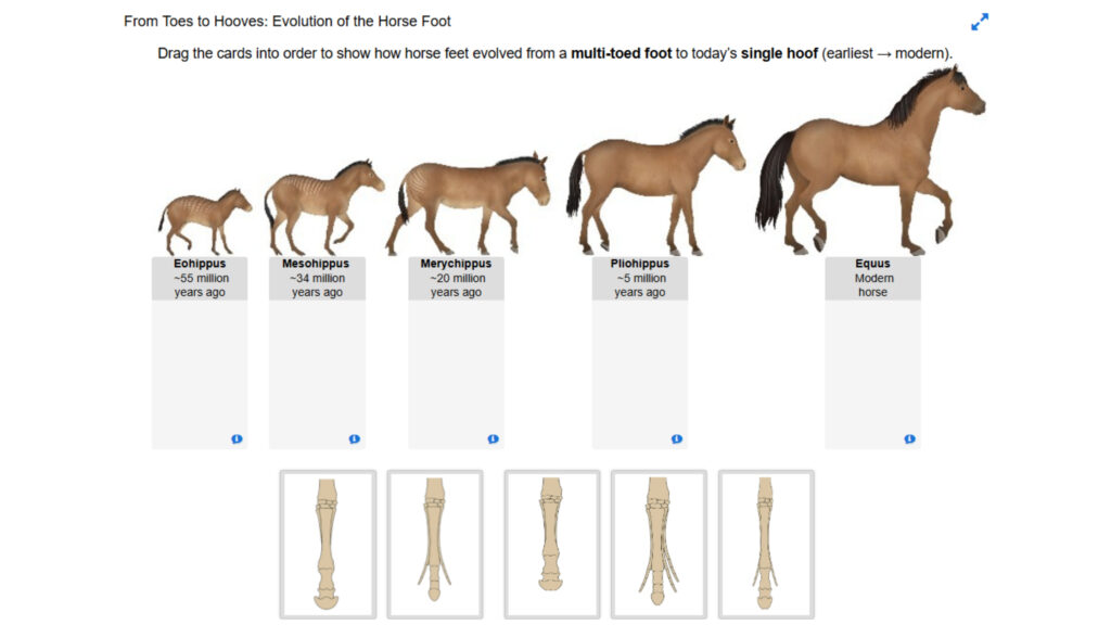 From Toes to Hooves_ Evolution of the Horse Foot