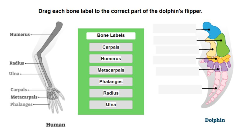 Homologous Limbs Human and Dolphin