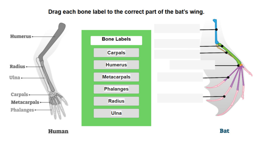 Homologous Limbs_ Human and Bat