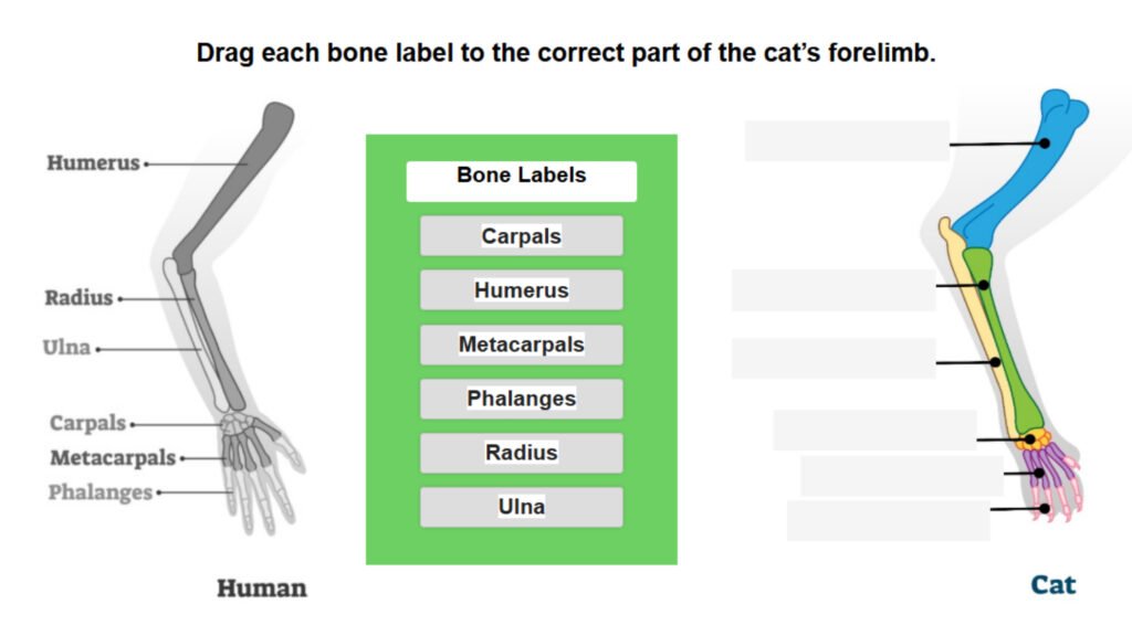 Homologous Limbs_ Human and Cat