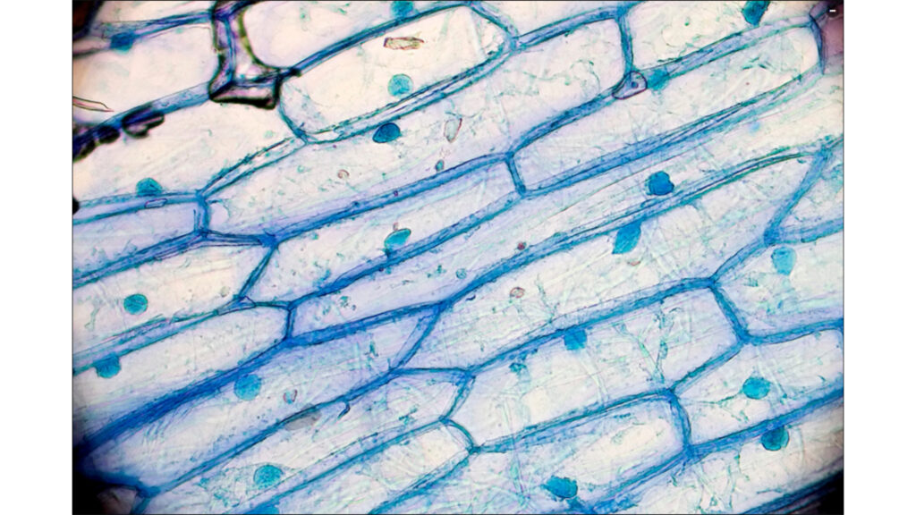 Investigating Cells 3 Questions