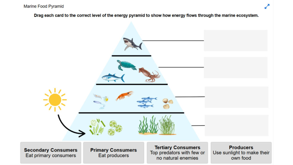 Marine Energy Pyramid
