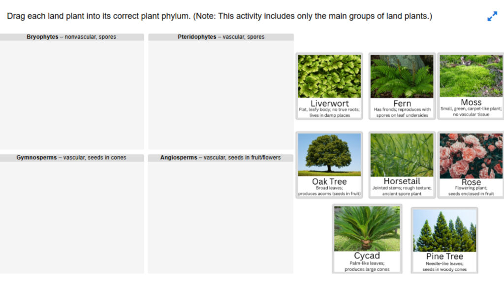 Organize into the Correct Phylum of the Plant Kingdom