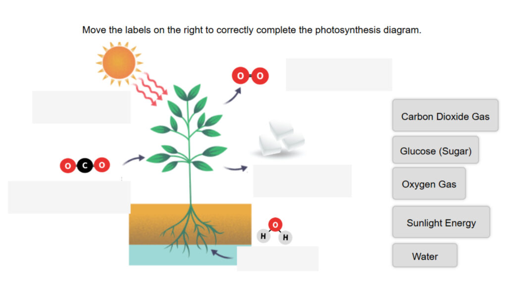 Photosynthesis Diagram 2