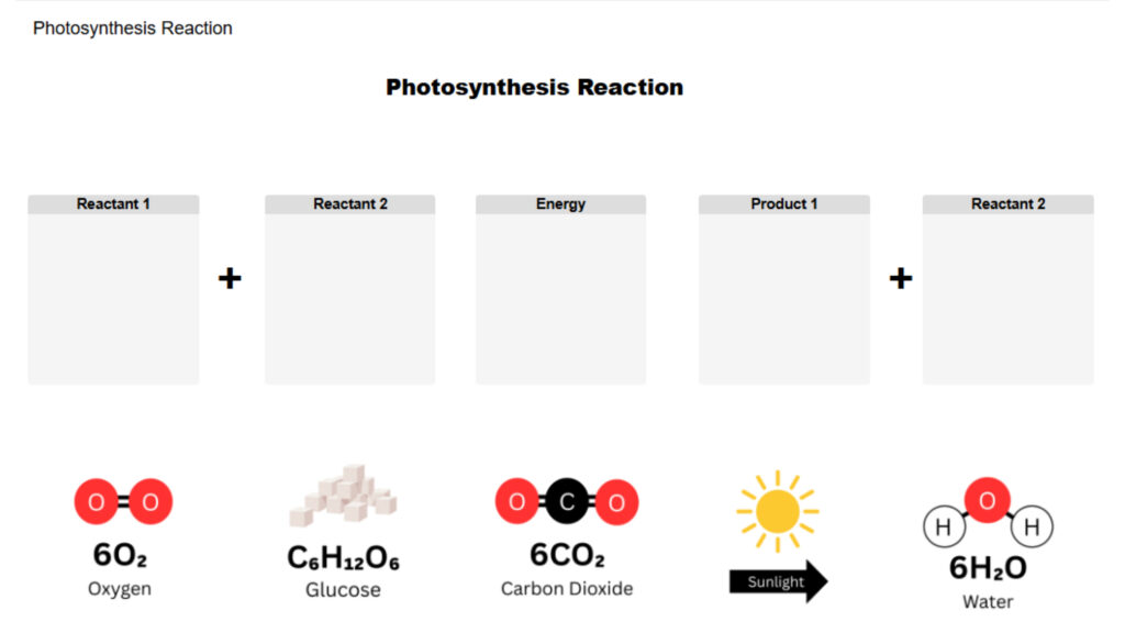 Photosynthesis Reaction_ Drag and Drop Images
