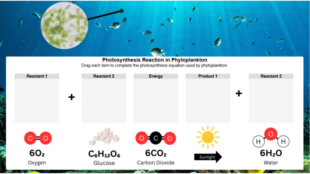 Photosynthesis in Phytoplankton_ Drag and Drop Images