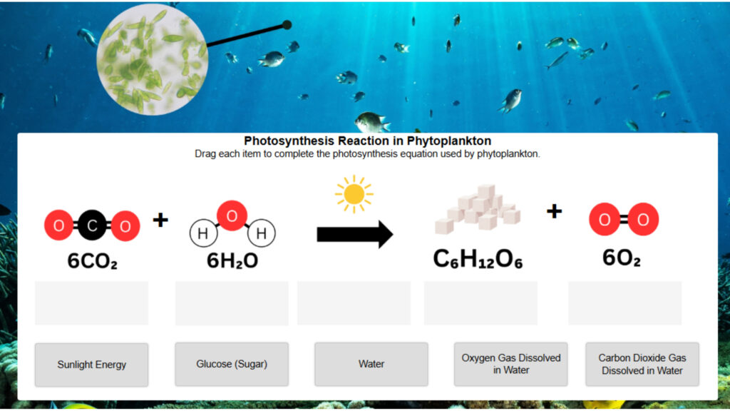 Photosynthesis in Phytoplankton_ Drag and Drop Labels