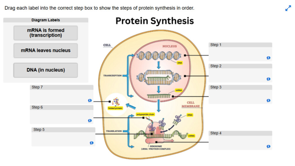 Protein Synthesis_ Label the Diagram