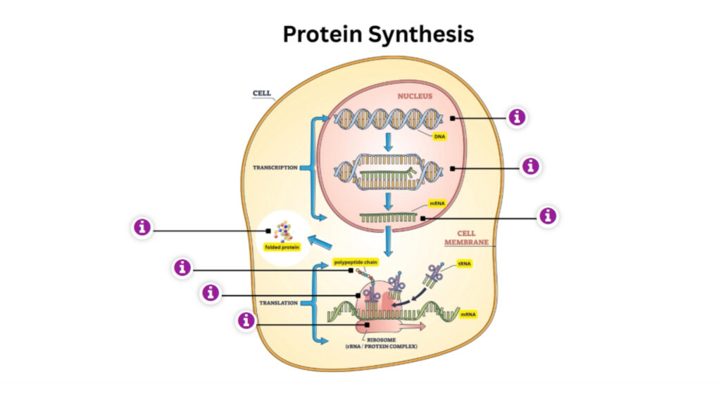 Protein Synthesis_ Put the Steps in Order