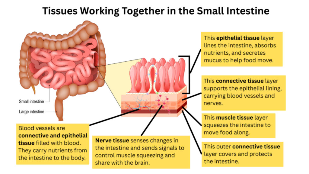 Tissues of the Small Intestine_ 5 Questions