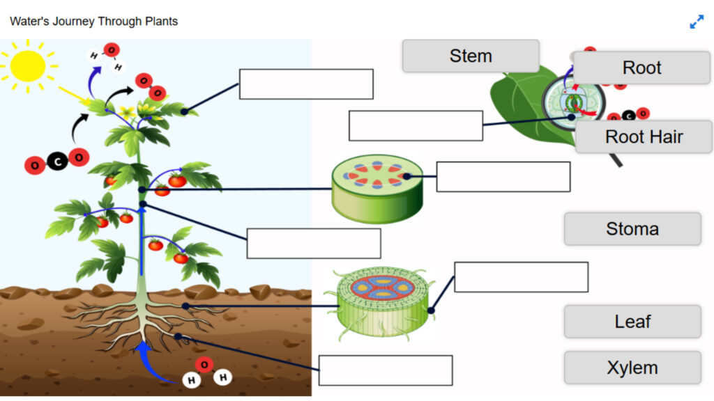 Waters Journey Through Plants