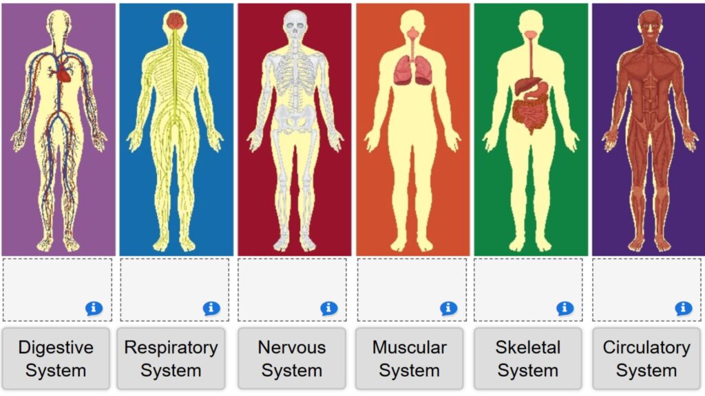 Body Systems Drag and Drop Labels
