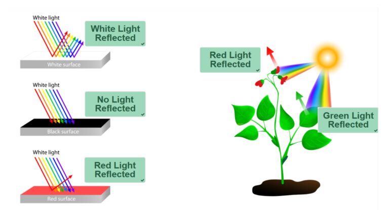 Color and the Reflection of Light Diagram