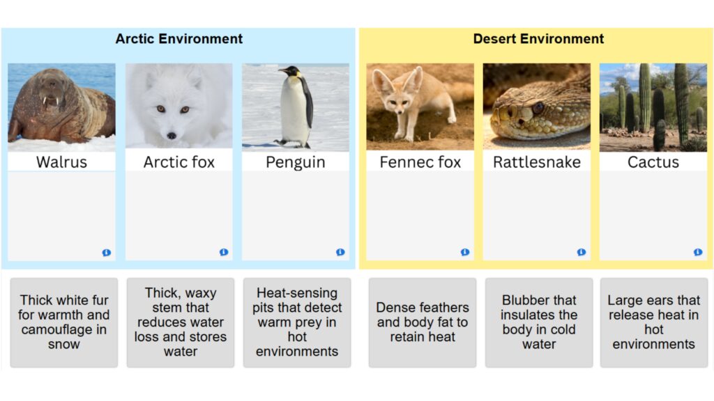 Physical Adaptations Drag and Drop