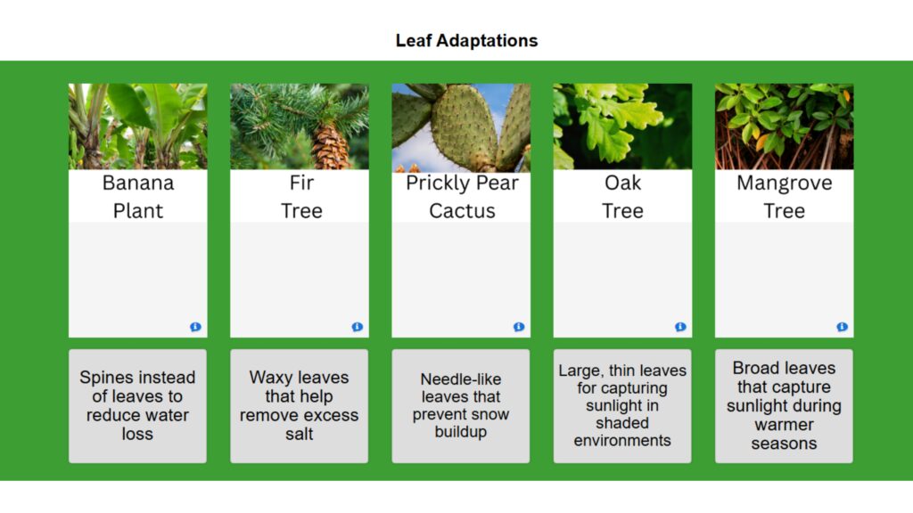 Leaf Adaptations