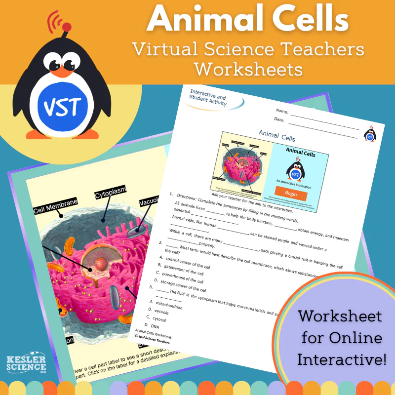 Animal Cells Worksheet from Kesler Science