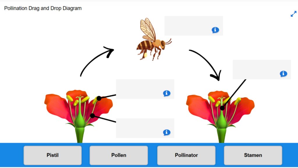 Pollination Drag and Drop mini-Challenge