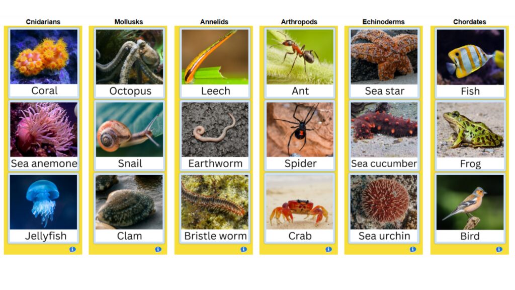 Sort Animals by Phylum