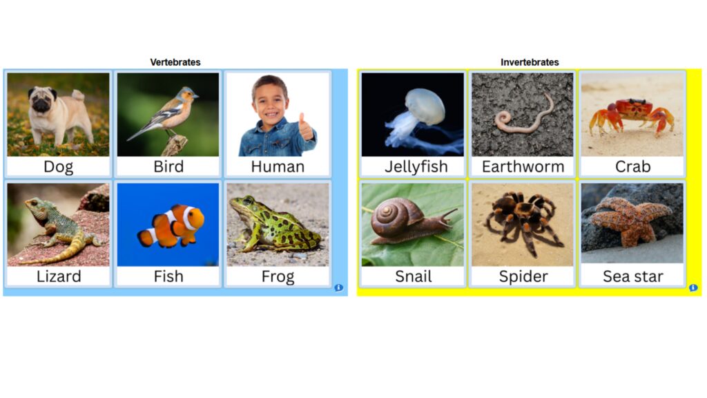 Vertebrate vs. Invertebrate Sort