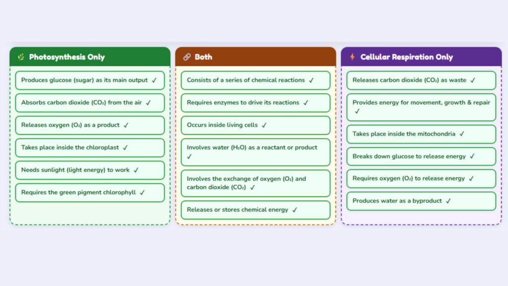 Photosynthesis, Cellular Respiration, or Both?