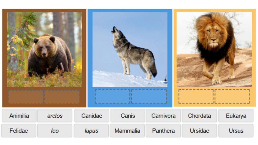 Binomial Name Activity