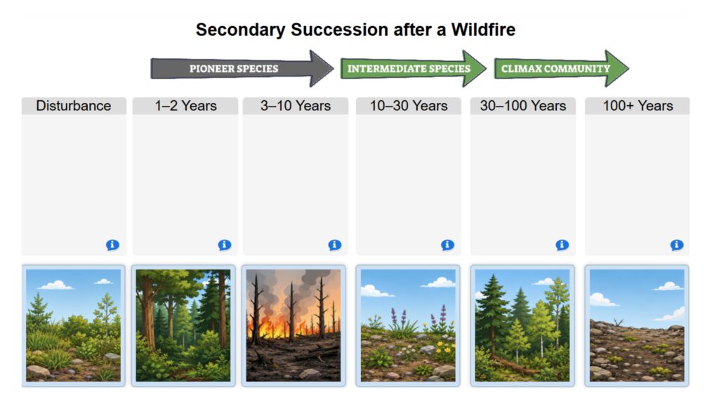 Secondary Succession