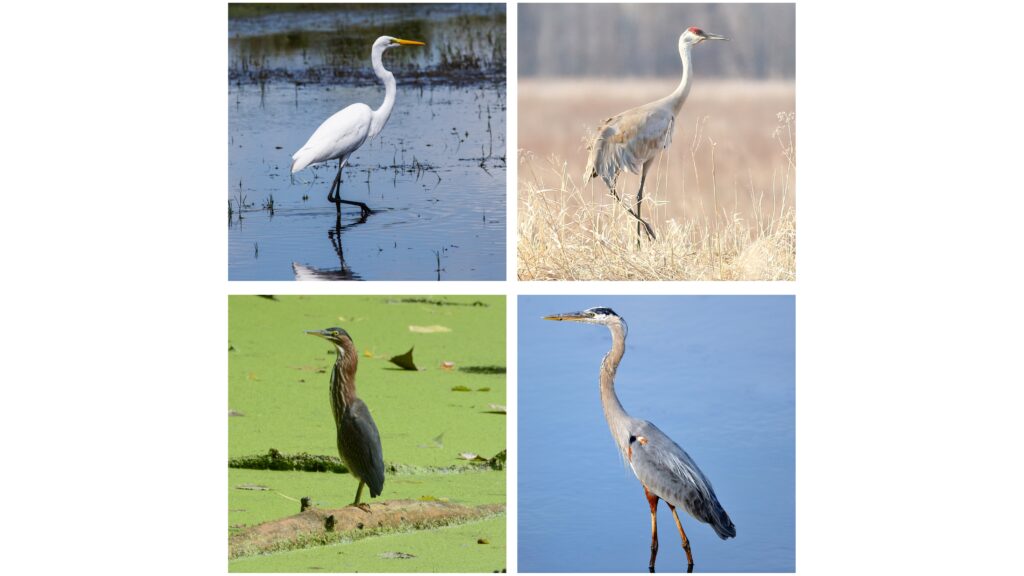 Virginia Bird Dichotomous Key Activity