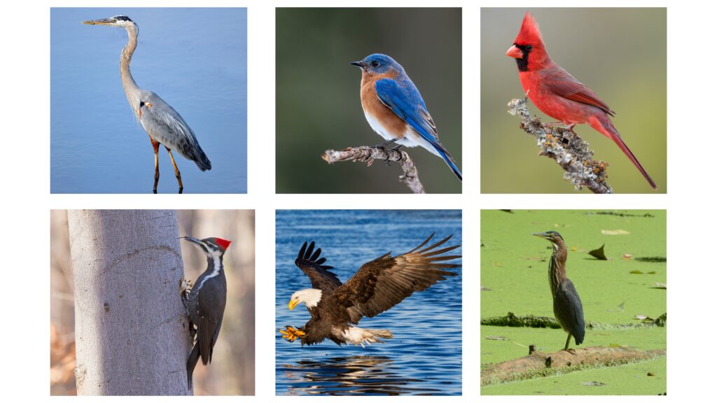 Virginia Birds Dichotomous Key