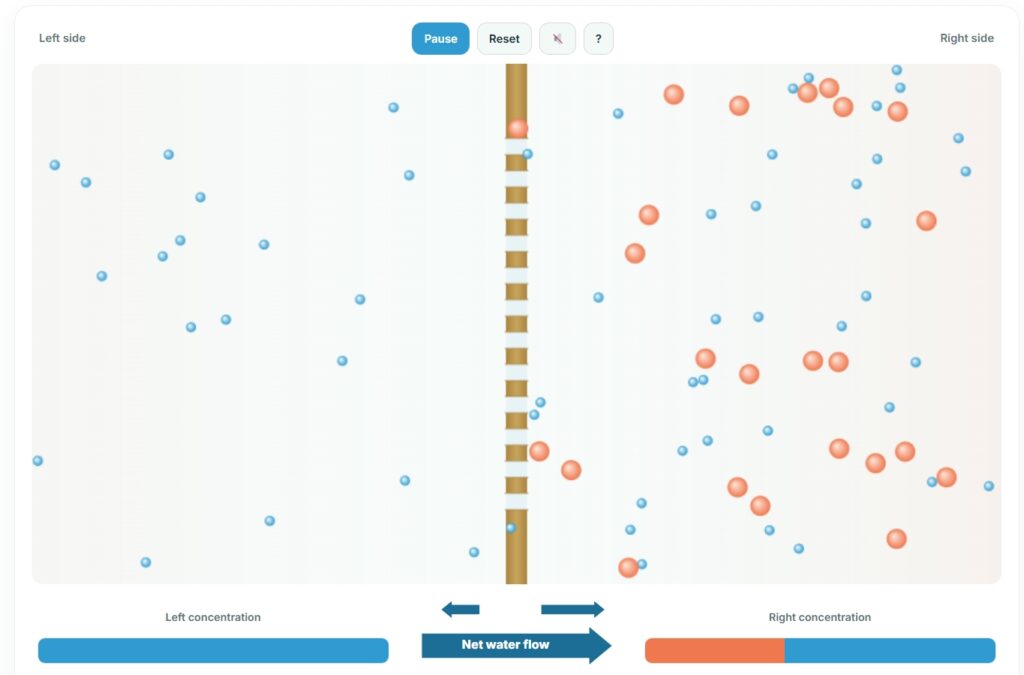 Osmosis simulation