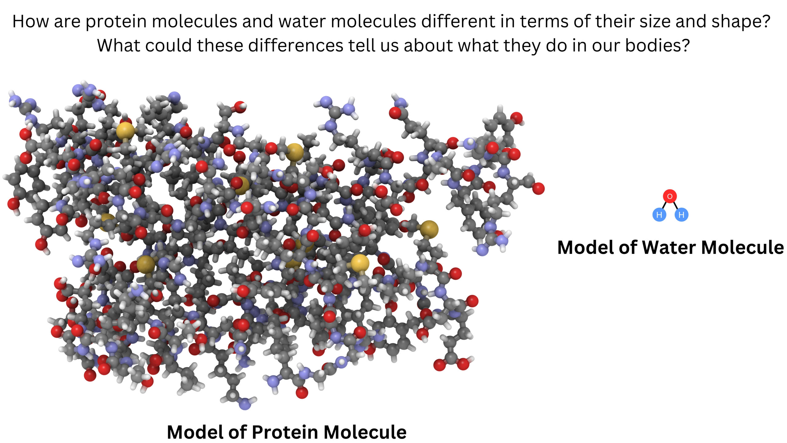 How are protein molecules and water molecules different in size and shape? What could these differences tell us about what they do in our bodies? A protein is shown as a large, complex structure containing many atoms. Water is shown as a small, bent molecule with one oxygen atom and two hydrogen atoms.