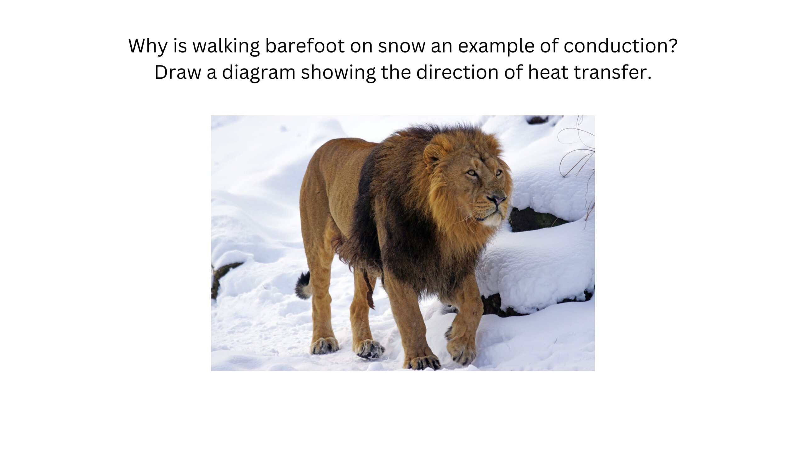 Why is walking barefoot on snow an example of conduction? Draw a diagram showing the direction of heat transfer. A lion stands with its bare paws in the snow.