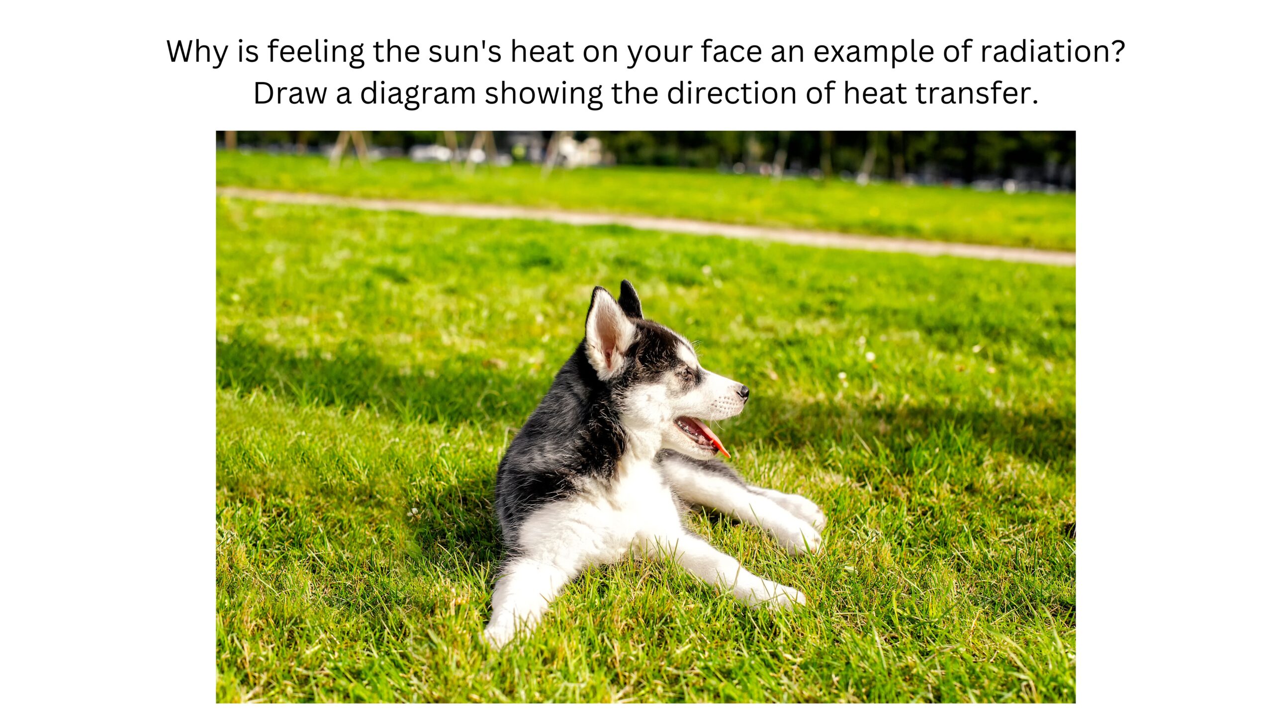 Why is feeling the Sun’s heat on your face an example of radiation? Draw a diagram showing the direction of heat transfer. A dog lies on green grass in bright sunlight.