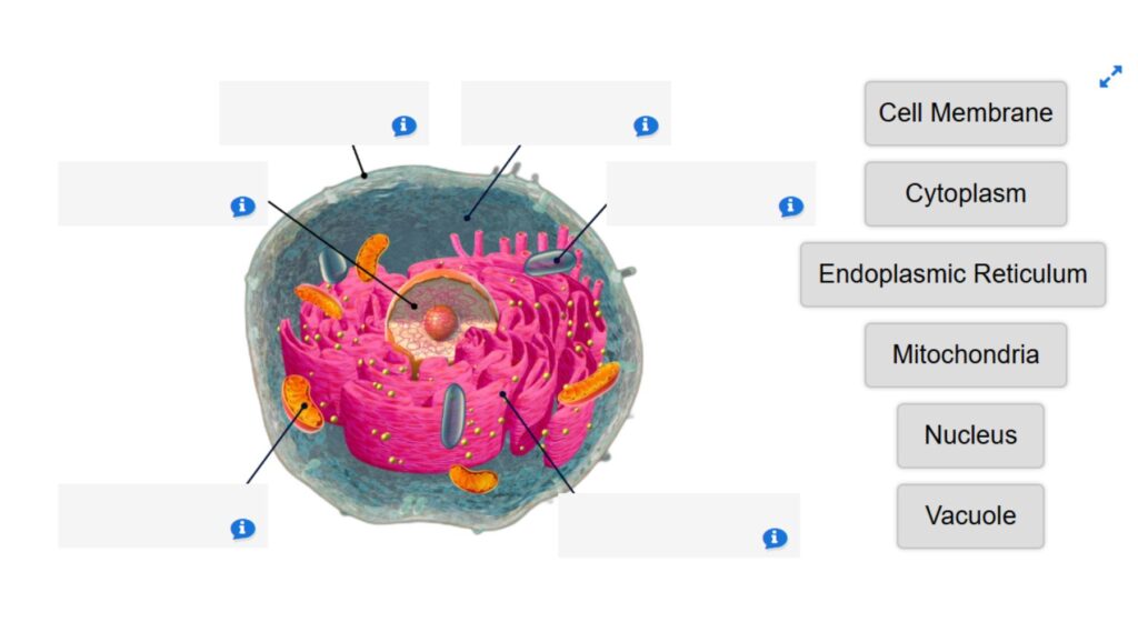 Animal Cell Drag and Drop