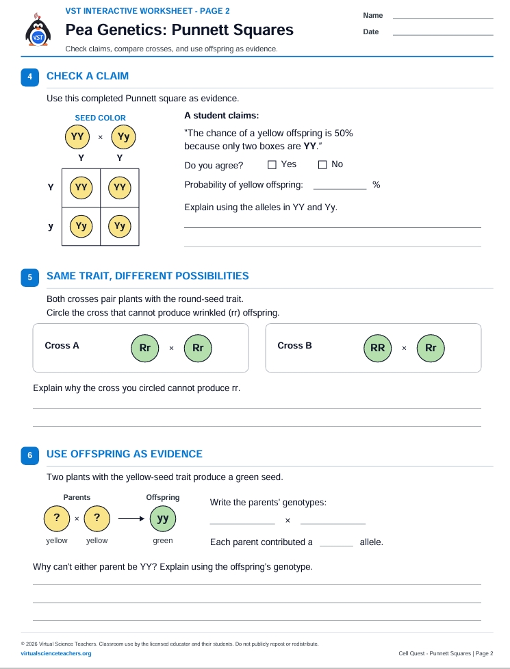 Preview of page two of the Pea Genetics Punnett Squares interactive worksheet with genetics diagrams and written reasoning prompts