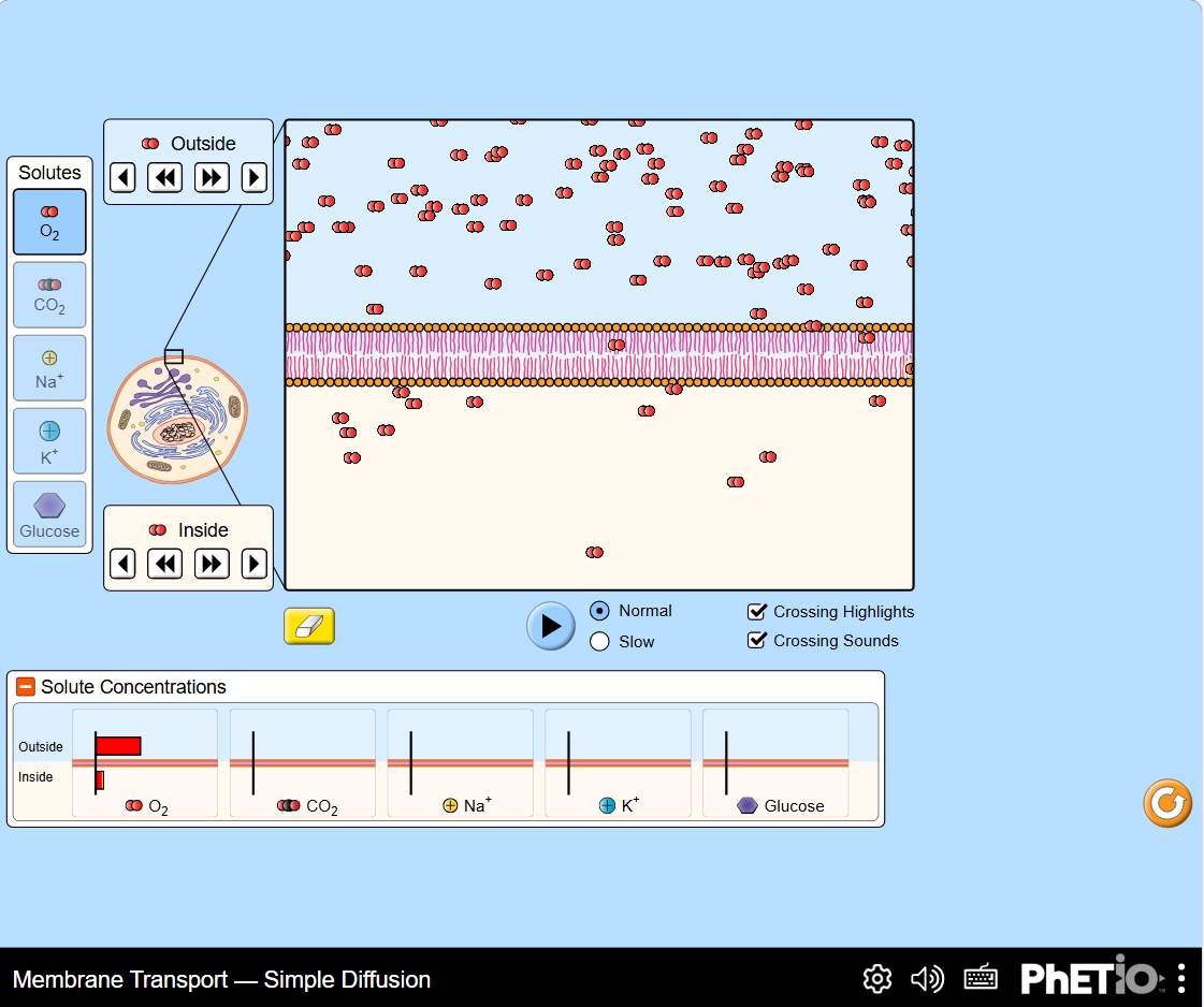 PhET Membrane Transport simulation showing molecules interacting with a cell membrane