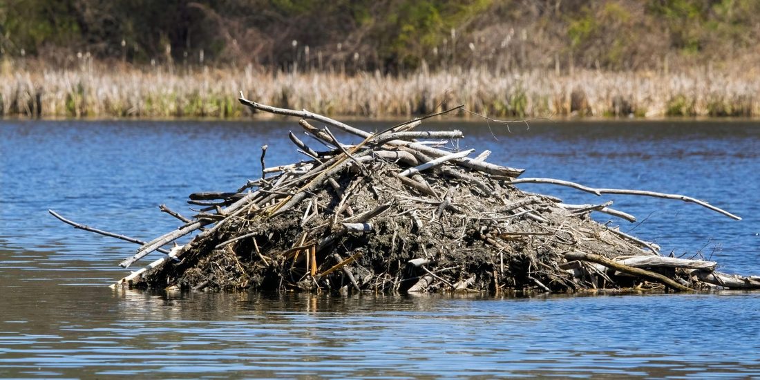 A large mound of sticks and branches rising out of calm water, with tall dry plants along the far shore.