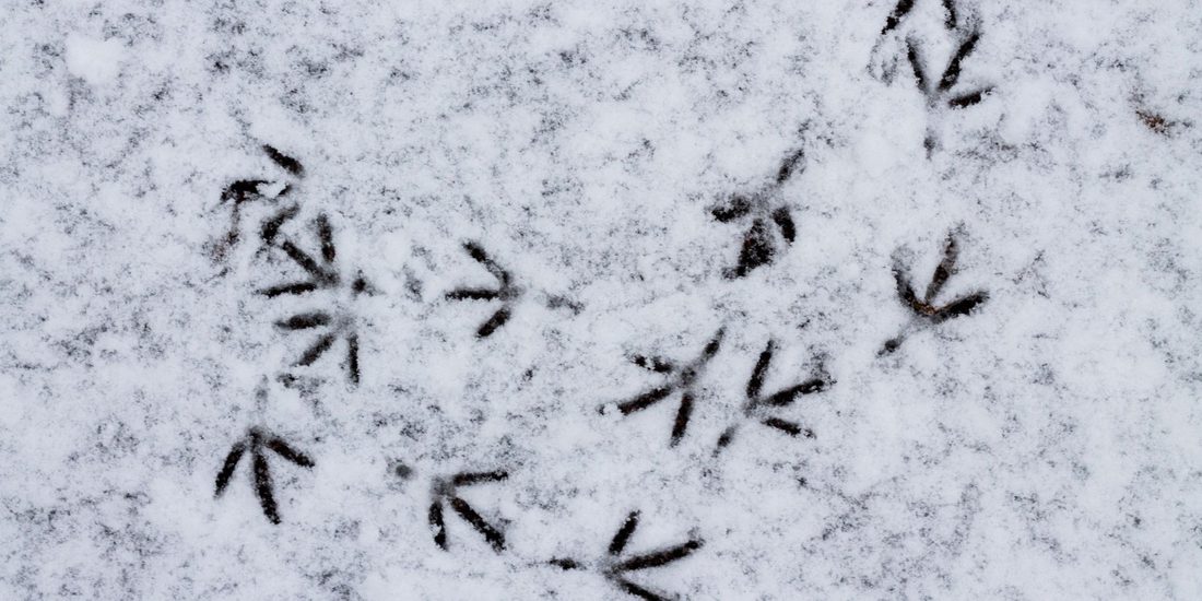 Many small dark marks pressed into white snow, each with three thin lines spreading from one point, scattered and crossing in different directions.