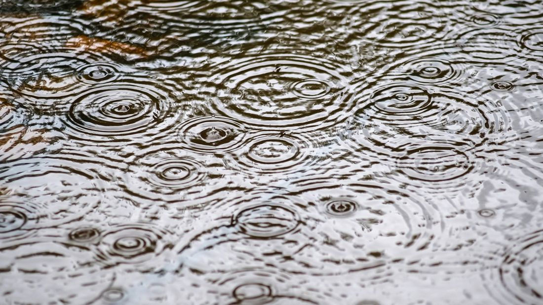 Overlapping circular ripples from raindrops on the surface of a puddle, crossing and interfering with one another.