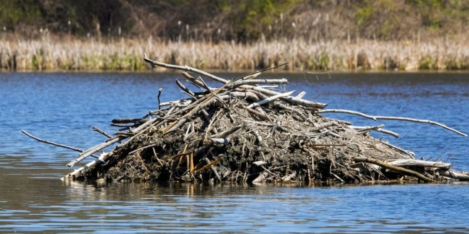 Beaver Lodge