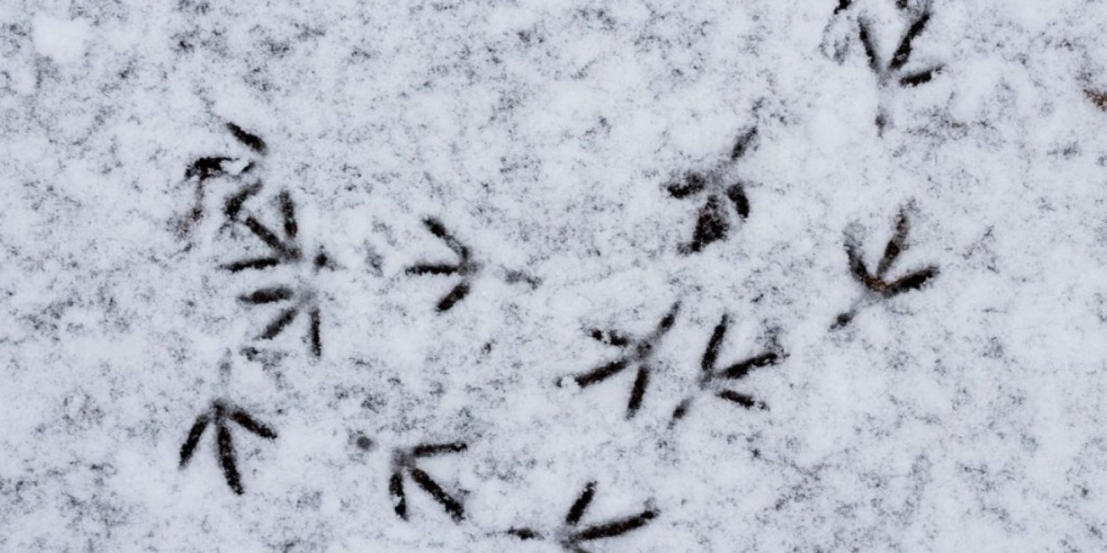 Bird Tracks